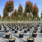 Červienka Fraserova (Photinia fraseri) ´RED ROBIN´ - výška 250-300cm, obvod kmeňa 6/8 cm, kont. C18L NA KMIENKU